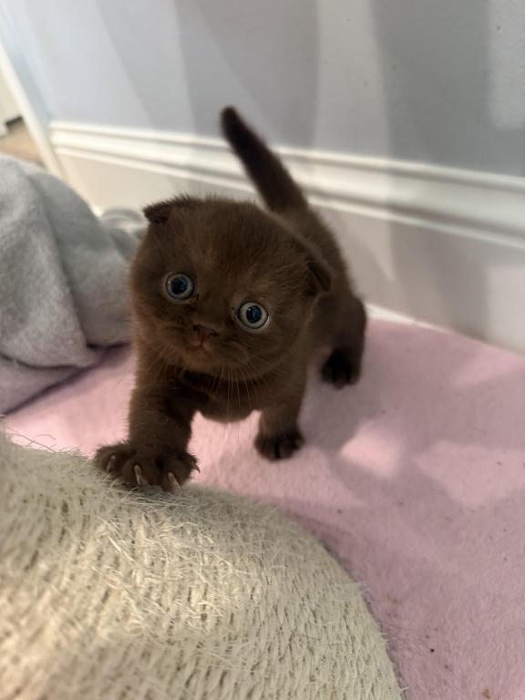 Scottish Fold Girl photo 3