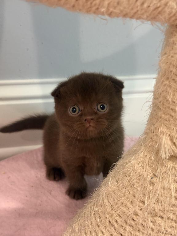 Scottish Fold Girl photo 4