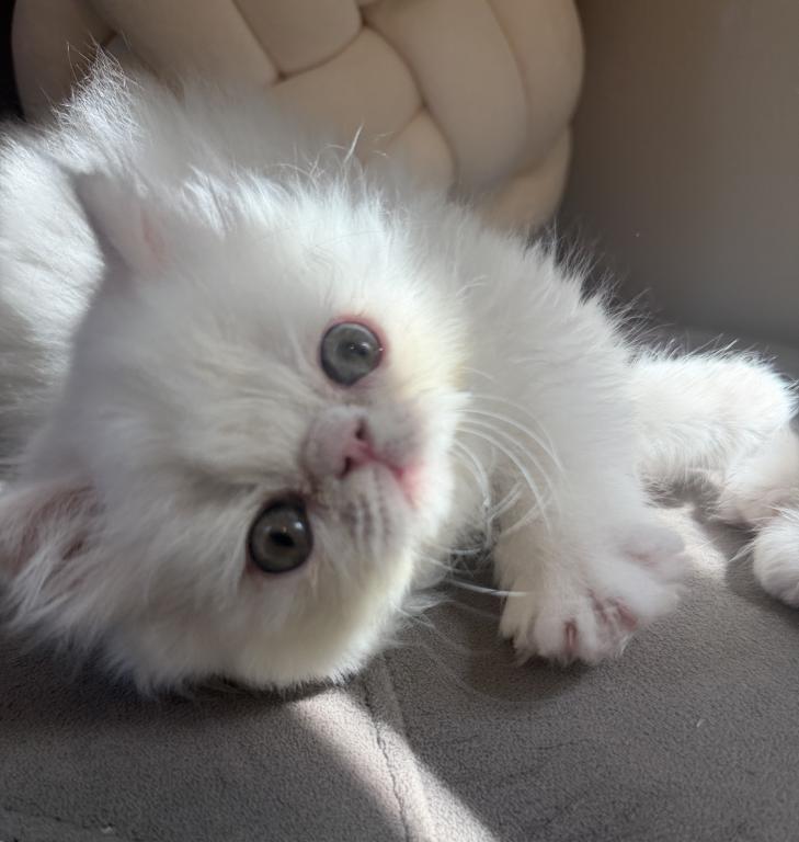 Tommy