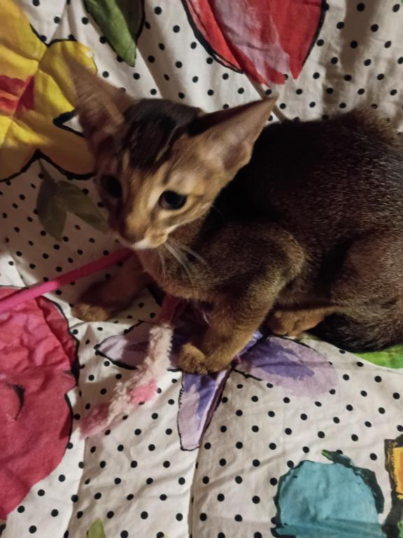 Ruddy Dancing Junebug photo 2