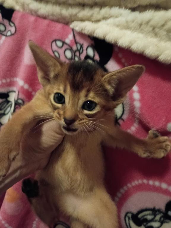 Ruddy Dancing Junebug