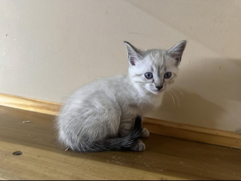 Bengal And Siamese Hybrid photo 4