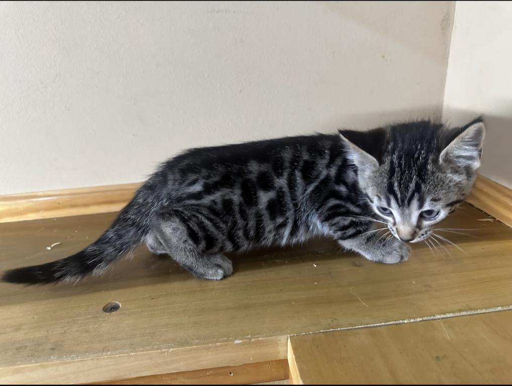 Bengal And Siamese Hybrid photo 2