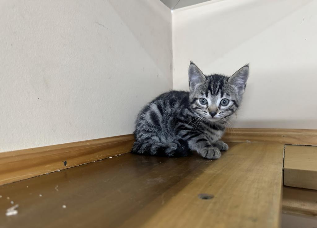 Bengal And Siamese Hybrid photo 3