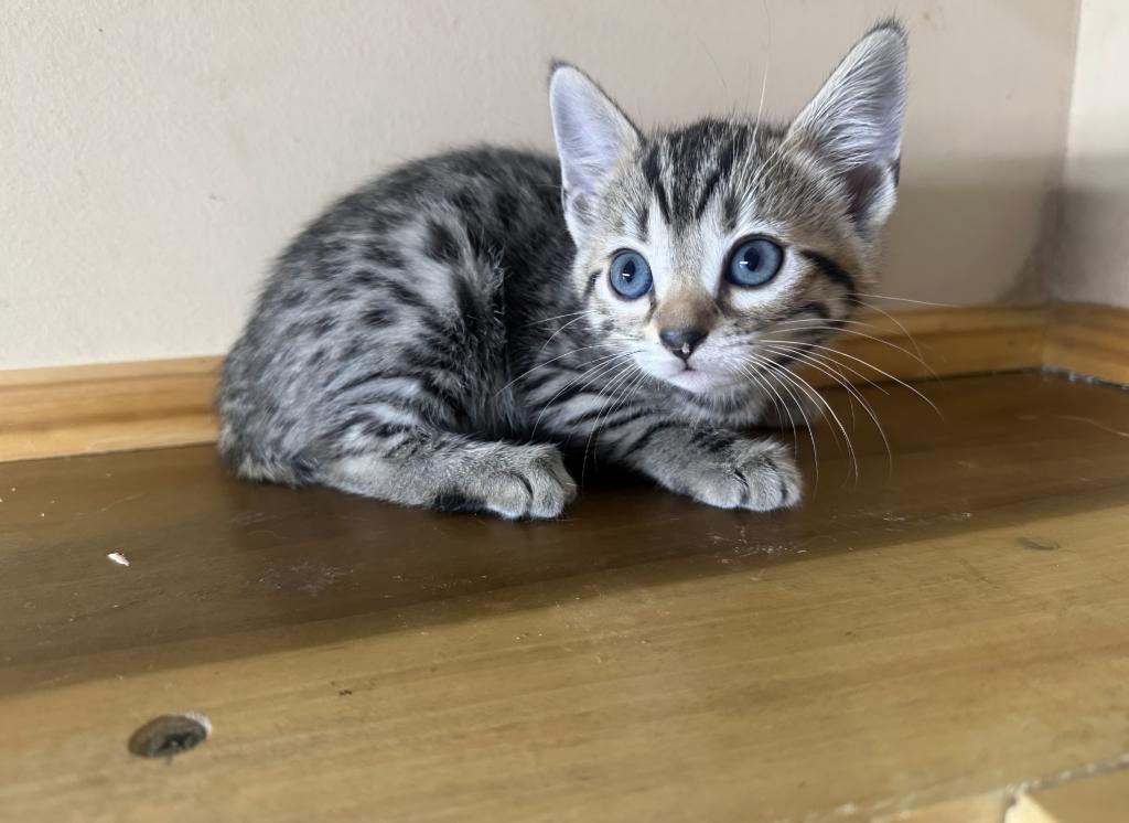 Bengal And Siamese Hybrid photo 5
