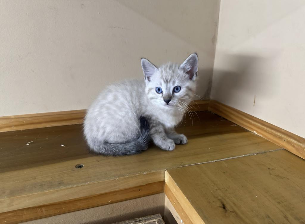 Bengal And Siamese Hybrid photo 1