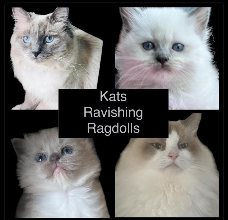 KATS All Kittens Reserved FALL LITTER SOON photo 1