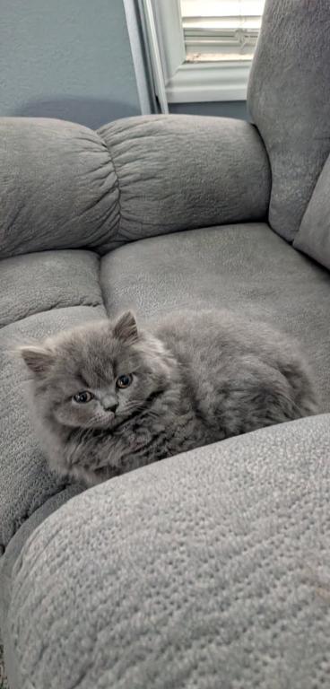 British Longhair photo 1