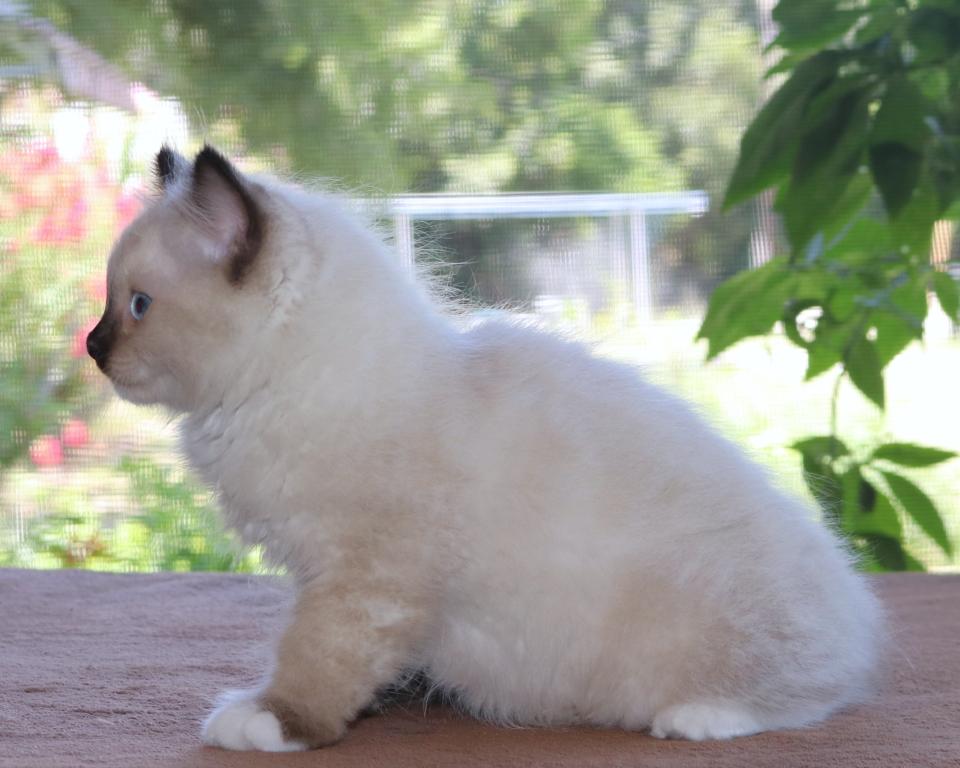 Ragdoll Kitten Seal Female Mitted Family Raised photo 3
