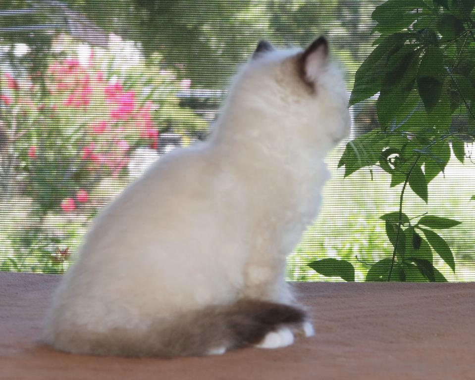 Ragdoll Kitten Seal Female Mitted Family Raised photo 2