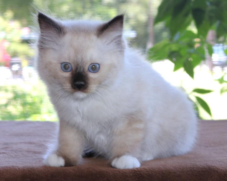 Ragdoll Kitten Seal Female Mitted Family Raised photo 1