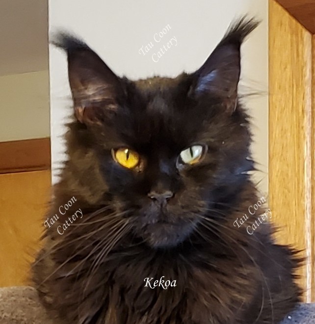 Kekoa photo 42