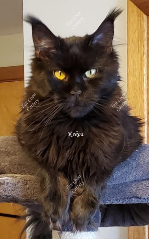 Kekoa photo 34