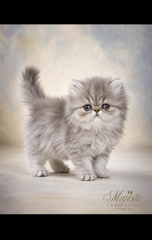 Persian Male