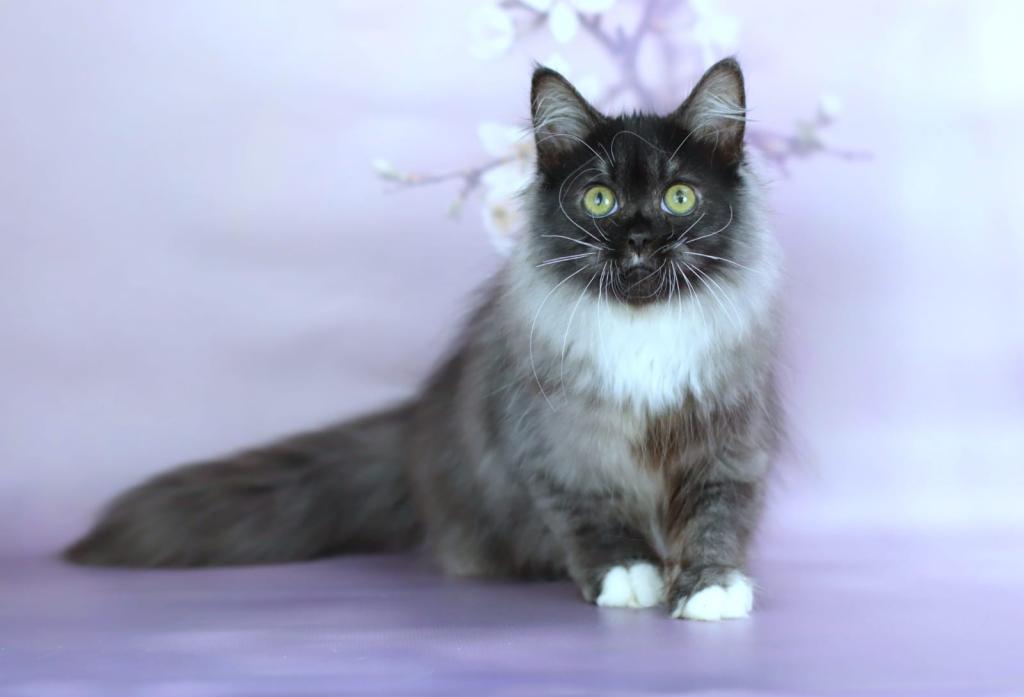 Elsa