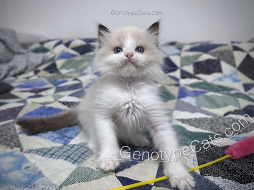 Mighty Mouse photo 11