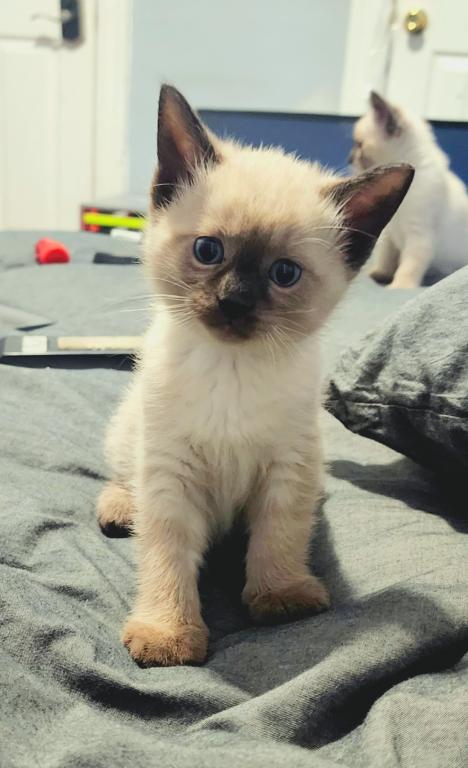 Cutest Siamese Kittens photo 1