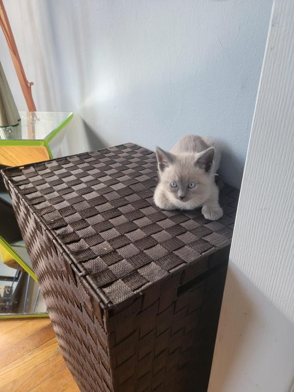 Cutest Siamese Kittens photo 4