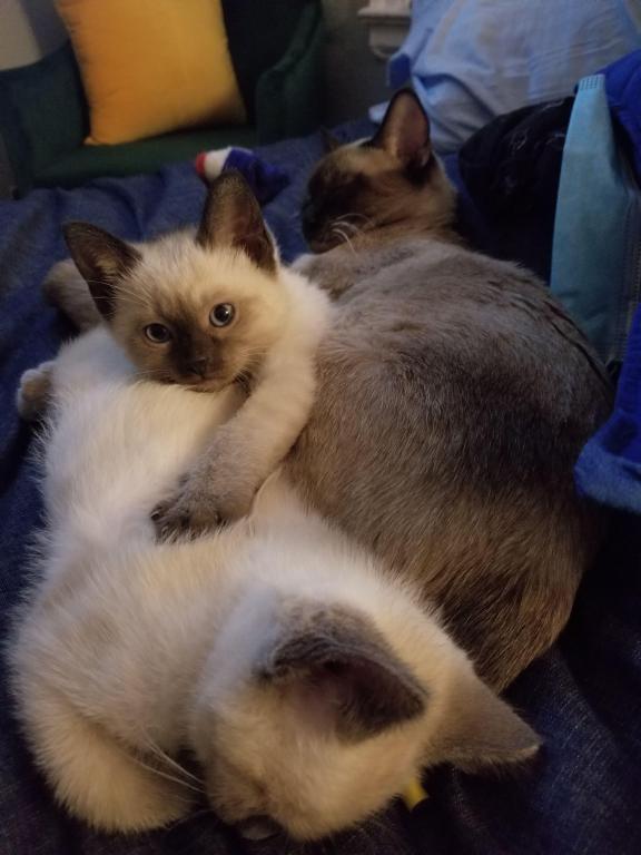 Cutest Siamese Kittens photo 5