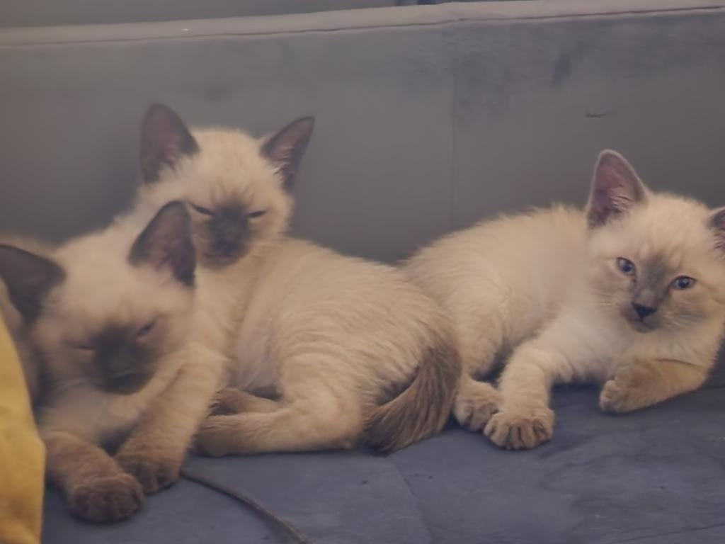 Cutest Siamese Kittens photo 2