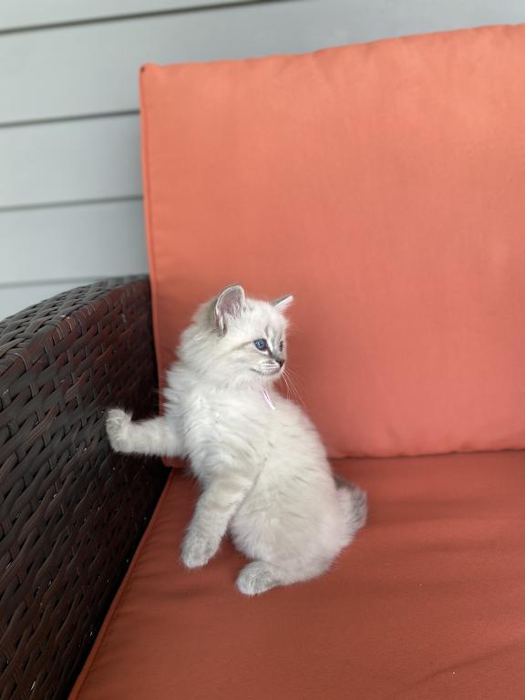 Nova ADOPTED photo 2