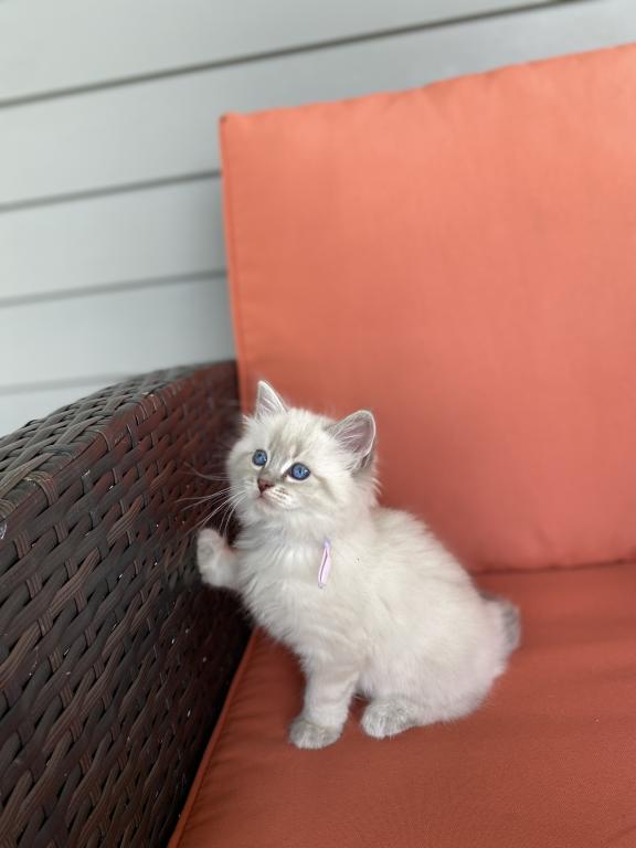 Nova ADOPTED photo 3