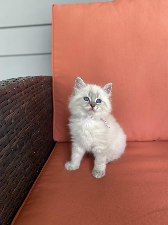 Nova RESERVED