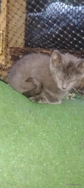 Ready To Have Your Own Very Own Maine Coon Hybrid