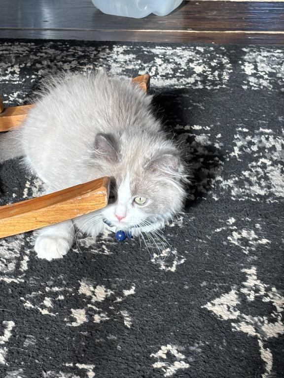 Blue Mink Bicolor photo 9