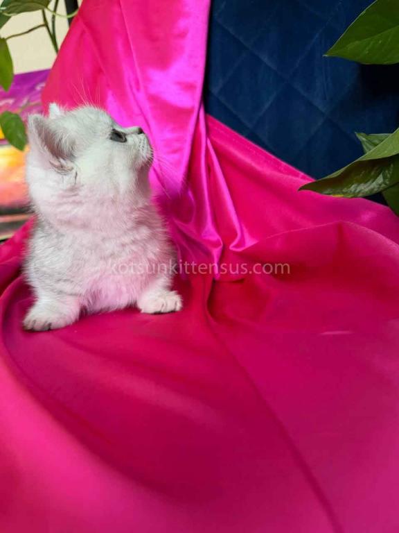 Dream Munchkin Short Legs Silver Shaded Baby Girl photo 4