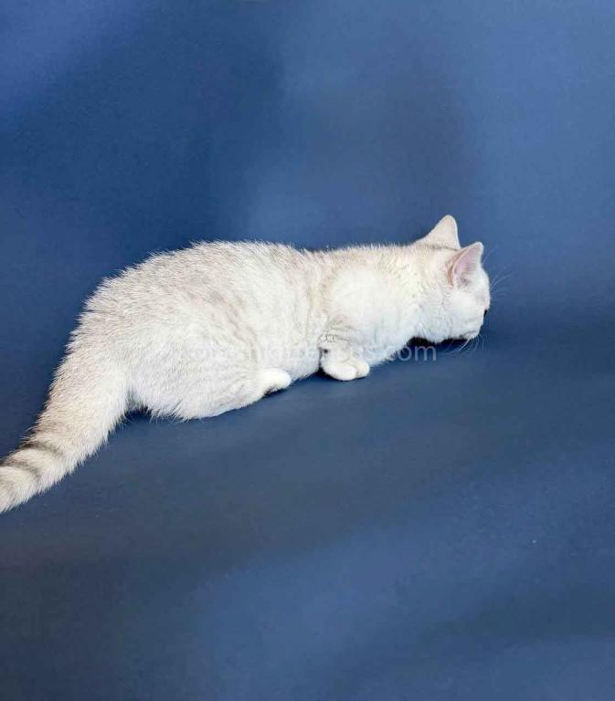 Dream Munchkin Short Legs Silver Shaded Baby Girl photo 6