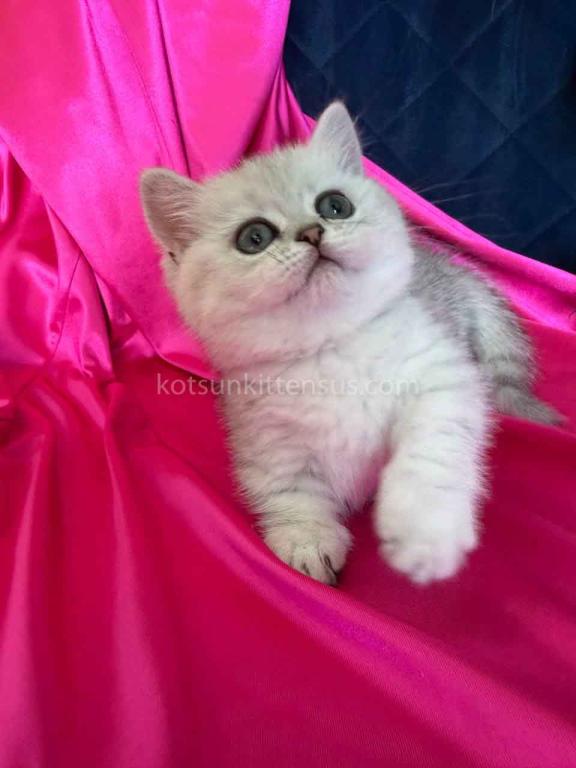Dream Munchkin Short Legs Silver Shaded Baby Girl photo 16