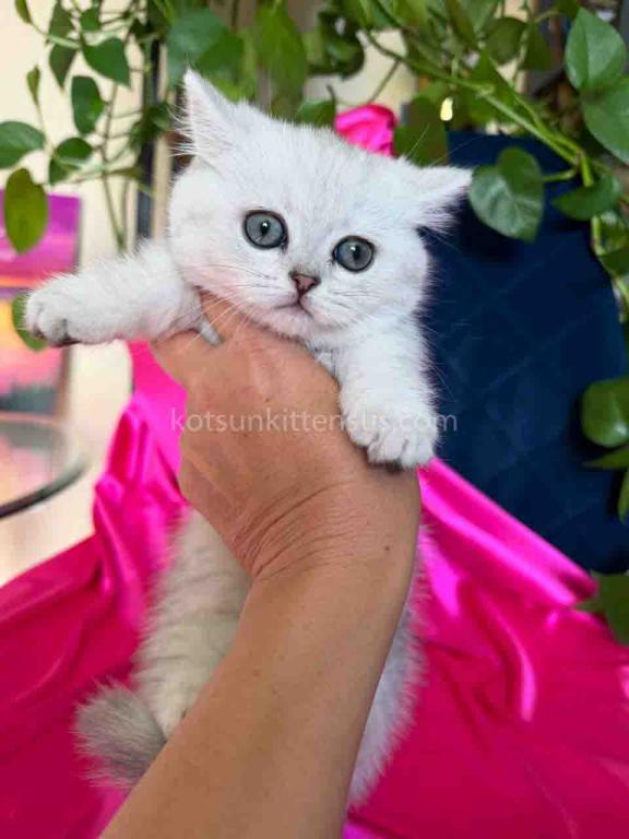 Dream Munchkin Short Legs Silver Shaded Baby Girl photo 8