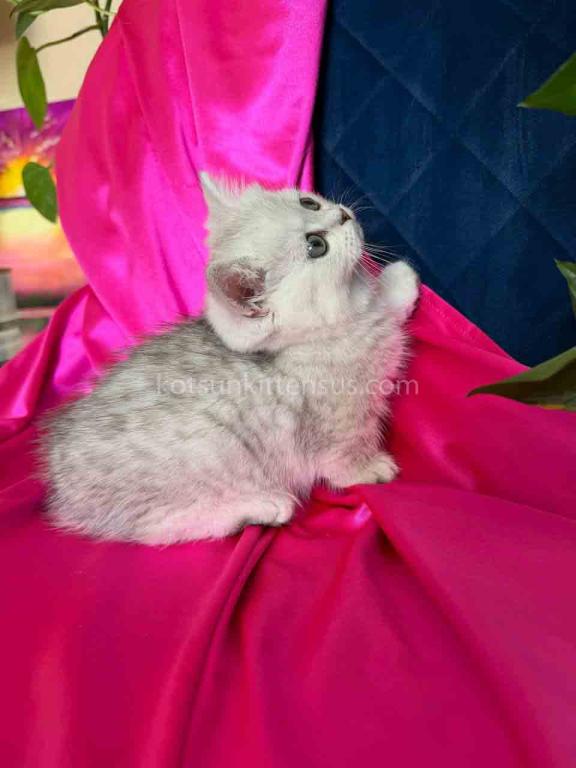 Dream Munchkin Short Legs Silver Shaded Baby Girl photo 7