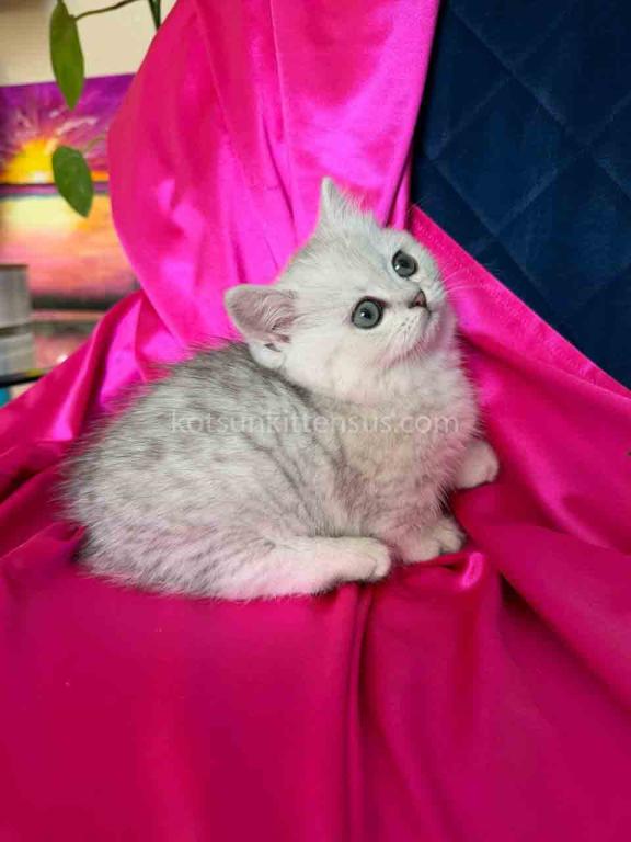 Dream Munchkin Short Legs Silver Shaded Baby Girl photo 13