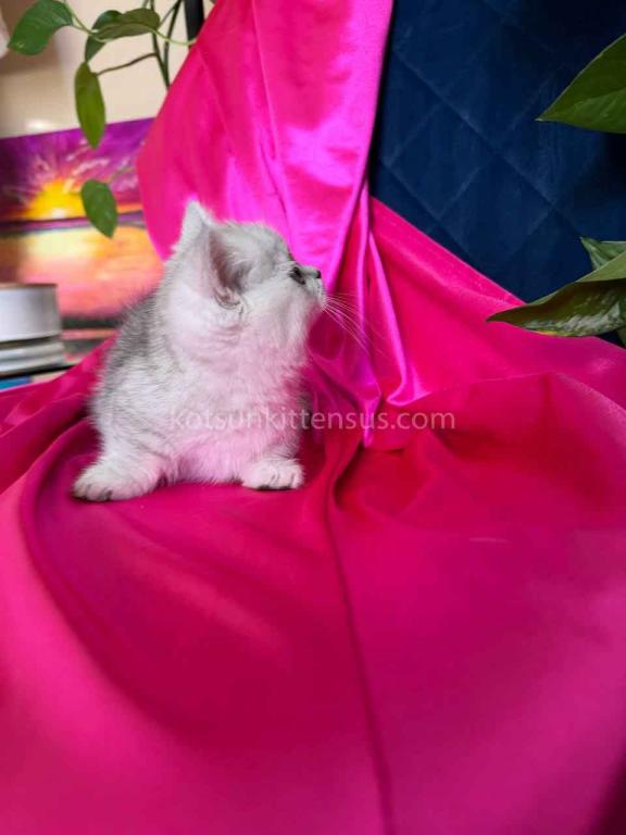 Dream Munchkin Short Legs Silver Shaded Baby Girl photo 5