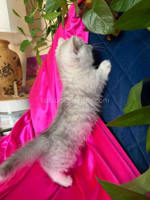 Dream Munchkin Short Legs Silver Shaded Baby Girl photo 10