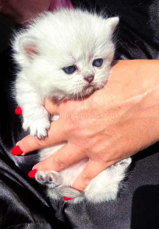 Dream Munchkin Short Legs Silver Shaded Baby Girl photo 28