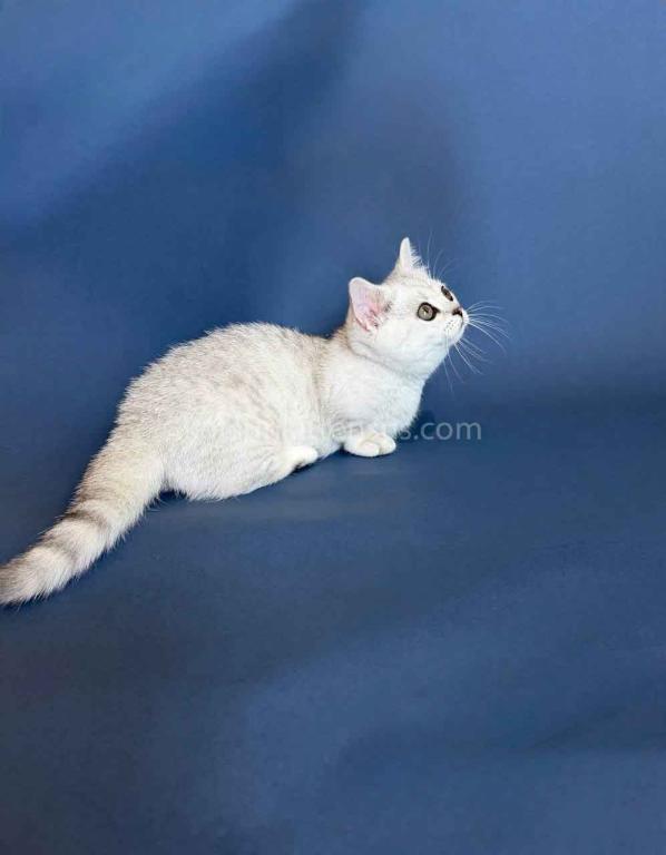 Dream Munchkin Short Legs Silver Shaded Baby Girl photo 7