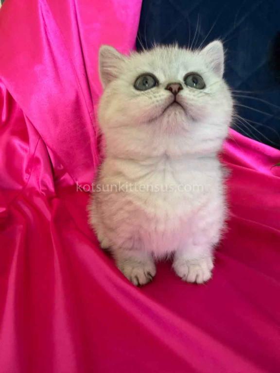 Dream Munchkin Short Legs Silver Shaded Baby Girl photo 17