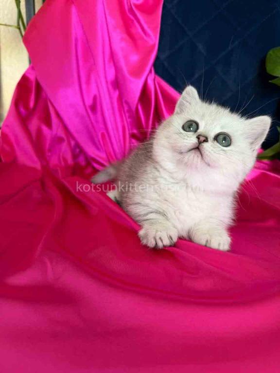 Dream Munchkin Short Legs Silver Shaded Baby Girl photo 1