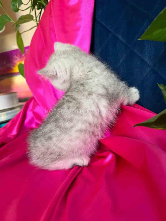 Dream Munchkin Short Legs Silver Shaded Baby Girl photo 6