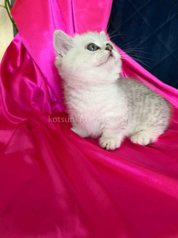 Dream Munchkin Short Legs Silver Shaded Baby Girl photo 18