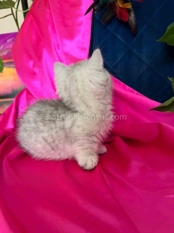 Dream Munchkin Short Legs Silver Shaded Baby Girl photo 3