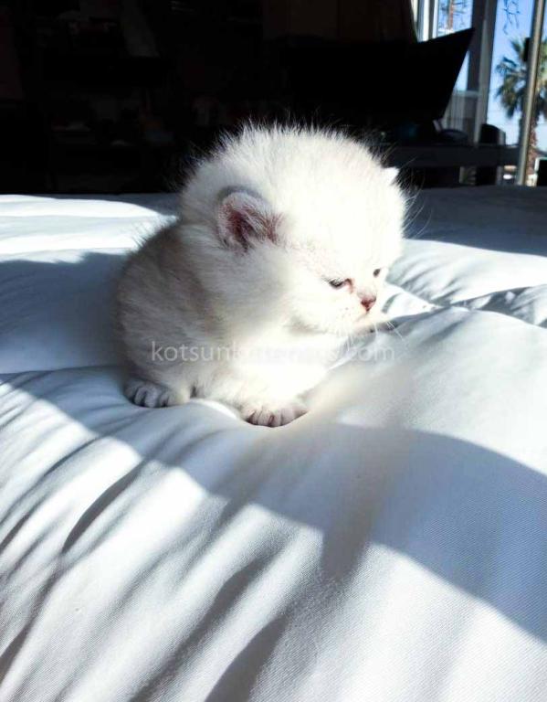 Dream Munchkin Short Legs Silver Shaded Baby Girl photo 38