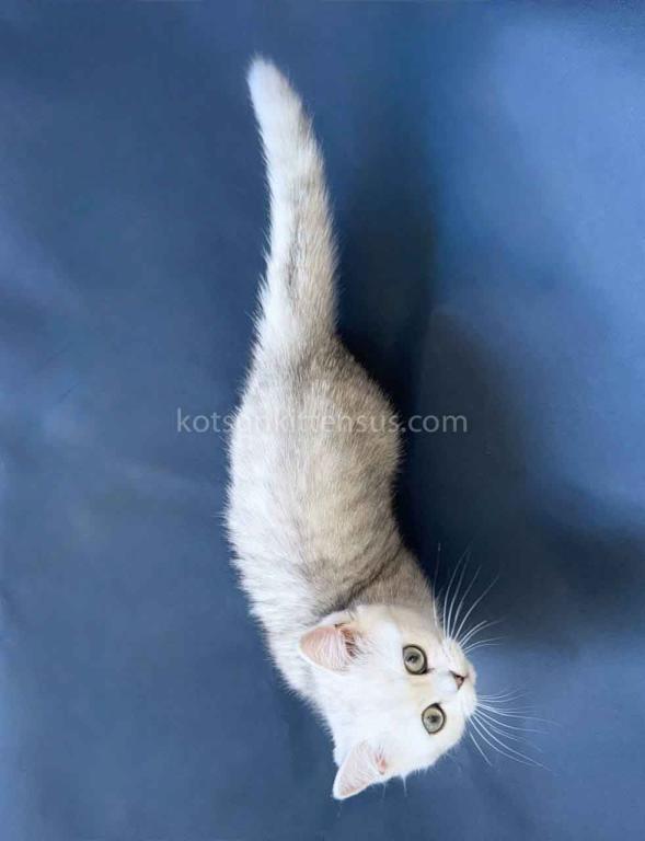 Dream Munchkin Short Legs Silver Shaded Baby Girl photo 4