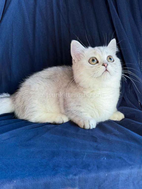Dream Munchkin Short Legs Silver Shaded Baby Girl