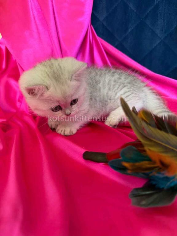 Dream Munchkin Short Legs Silver Shaded Baby Girl photo 15