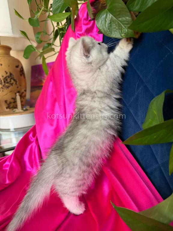 Dream Munchkin Short Legs Silver Shaded Baby Girl photo 9