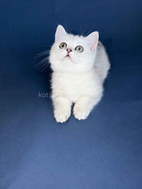 Dream Munchkin Short Legs Silver Shaded Baby Girl photo 5